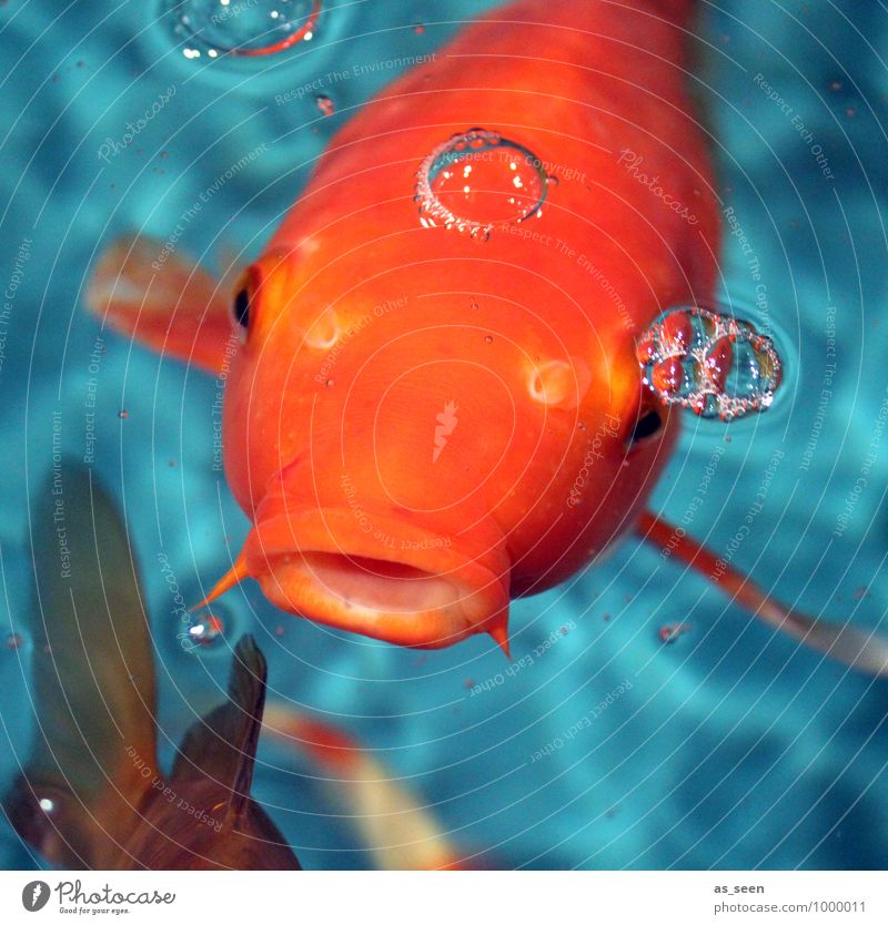Hicks I 400 Animal Fish Animal face Scales Zoo Aquarium Fish eyes Fin Goldfish Ornamental fish Koi Fishpond 1 Breathe Feeding Illuminate Swimming & Bathing