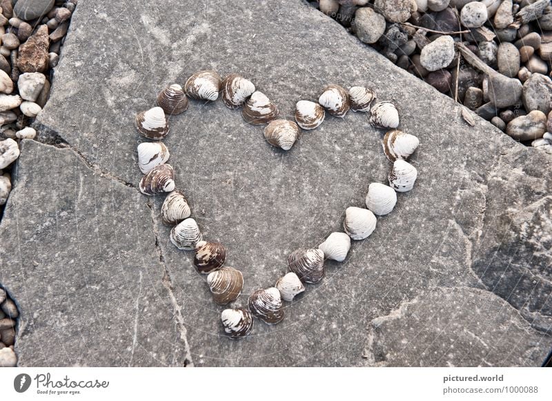 Ocean Heart Elegant Design Happy Art Work of art Environment Nature Summer Lakeside River bank Beach Animal Mussel Stone Sign Love Beautiful Brown Gray Black