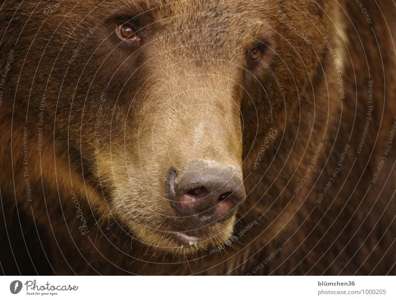 Cuddly Animal Wild animal Bear Brown bear Land-based carnivore Mammal Bearskin Head Eyes Nose Muzzle Pelt Animal face Threat Muscular Natural Strong Dangerous