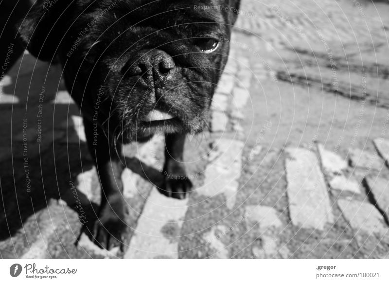 pug Pug Dog Snout Black Curiosity Oversleep Mammal cute crumpled crease otto Fatigue Cool (slang)