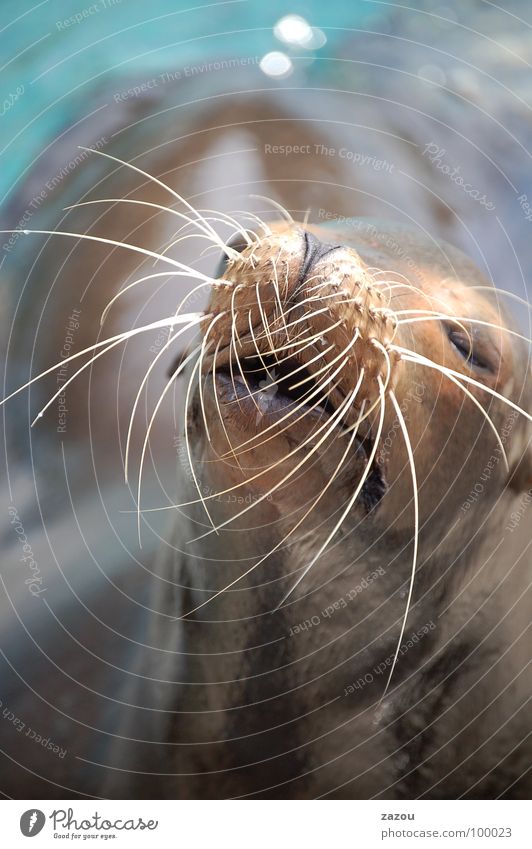 summer heat Colour photo Well-being Relaxation Sunbathing Ocean Animal Wild animal 1 Break Seals Harbour seal Sea lion Florida Mammal