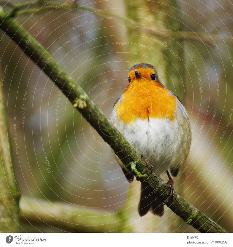 Robin, startled. Environment Nature Animal Winter Tree Twig Branch Garden Park Forest Wild animal Bird Robin redbreast Songbirds 1 Observe Sit Free Cold Cuddly