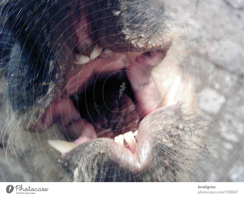 Say aaaa! Swine Snout Animal Incisor Pink Gray Gullet Wool pig Even-toed ungulate Bristles Open Pharynx Fear Panic Mammal Set of teeth Muzzle tusk Bite