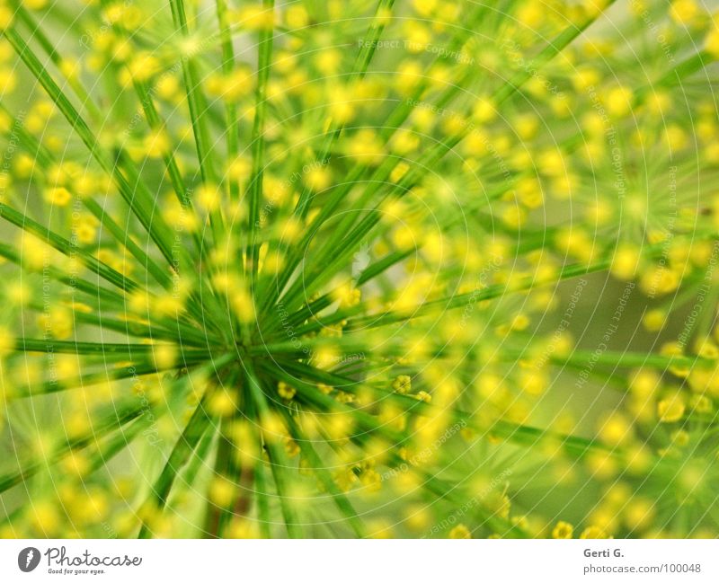 snip Abstract Yellow Green Dill Garden plants Spotted Rung Muddled Umbellifer Medicinal plant Fish flavoring Point Spokes Stalk muddled up woody plant