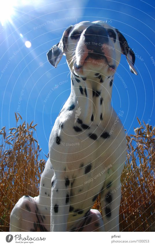 A dog in the cornfield Dog Dalmatian Spotted White Black Beige Wheat Field Light Snout Pet Summer Hot Under Mammal dalmation Point Blue Grain Sky Sun