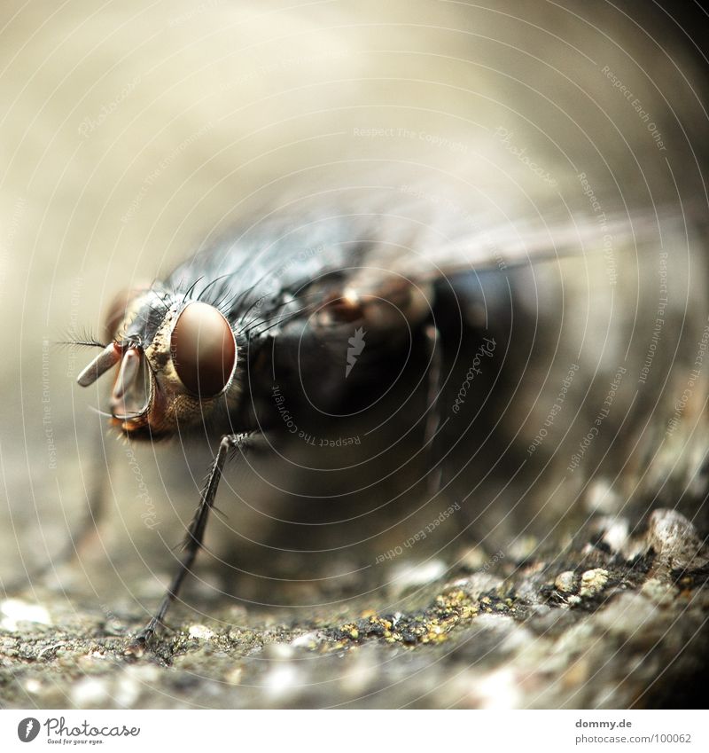 BUMBELBEE Blur Depth of field Insect Compound eye Macro (Extreme close-up) Direct Round Feeler Vaulting Evil Creepy Close-up Fly Flying Wing Legs Eyes facet