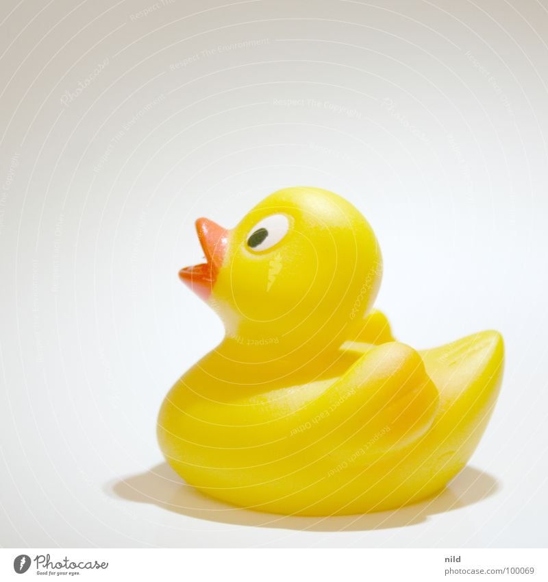 Photoshop Lesson 3: Crop Isolated Image Rubber Toys Yellow Bird Bright background Duck Infancy Squeak duck Copy Space top Profile Object photography