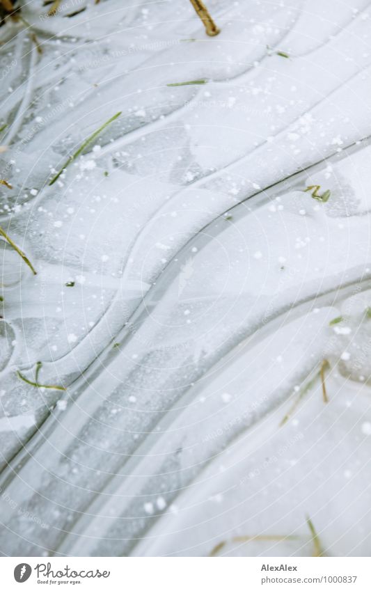 thin ice Environment Nature Plant Water Winter Ice Frost Snow Grass Frostwork Ice crystal Crack & Rip & Tear Column Waves Frozen Freeze Firm White Esthetic