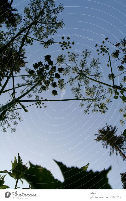 primeval forest Blossom Apiaceae Plant Meadow Virgin forest Tree Sky unusual perspective Contrast Experimental