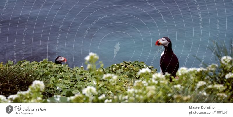 Clowns of the skies Puffin Bird Animal Flower Grass Ocean Blade of grass Blossom Lake Sea water Beak Multicoloured Clumsy Exterior shot Landscape Iceland