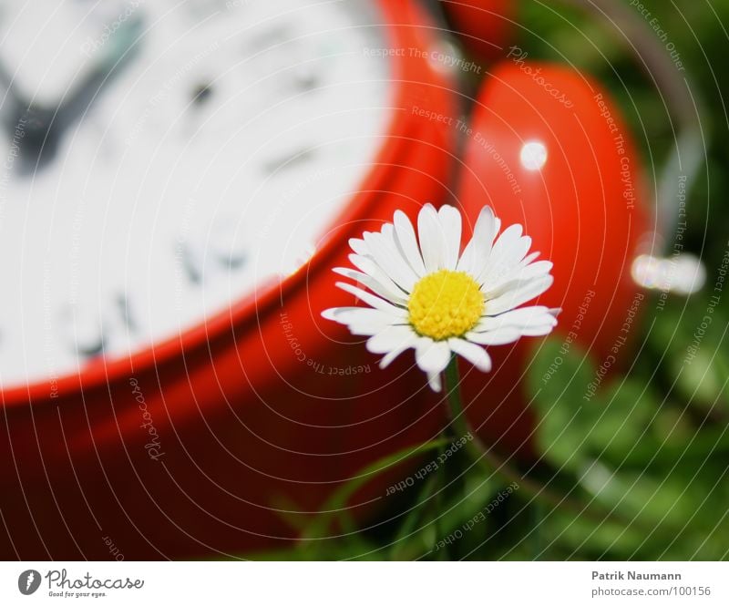 How much time do I have left? Alarm clock Clock Time Red Blur Daisy Blossom Flower Plant Green Grass Meadow Transience Summer Summery Spring Clock hand Detail