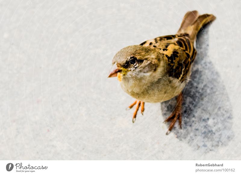 peep! Animal Bird Sparrow Gray Feeding Feather Trust Wing Looking new jaw birds passeridae Floor covering robert gebhard