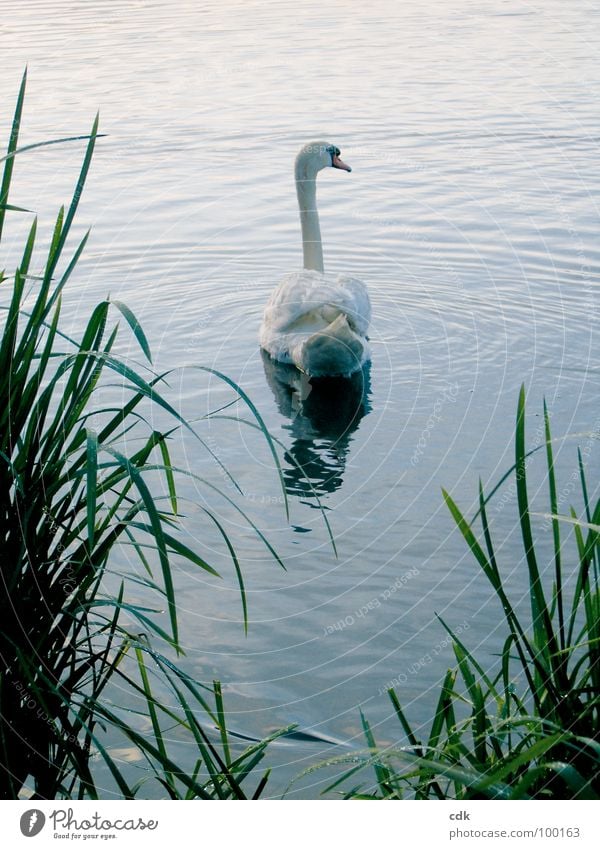 swan lake Swan Lake Body of water Animal White Pure Individual Perfect Beautiful Elegant Symbols and metaphors Common Reed Green Surface Glide Hover Reflection