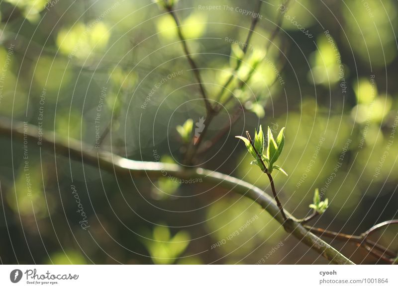 green. Nature Spring Beautiful weather Plant Tree Leaf Growth Fresh Bright New Warmth Soft Green Joy Happy Happiness Contentment Joie de vivre (Vitality)