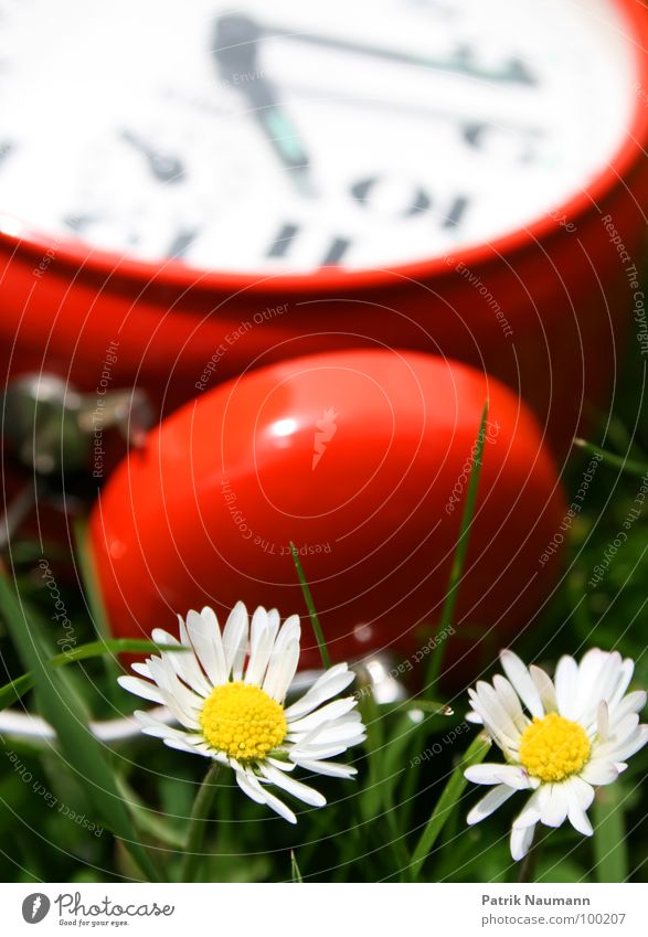 Once upon a time a long time ago... Daisy Alarm clock Red Green Meadow Grass Digits and numbers Blur 2 Clock Technical Mechanics stunted Detail detailed Nature