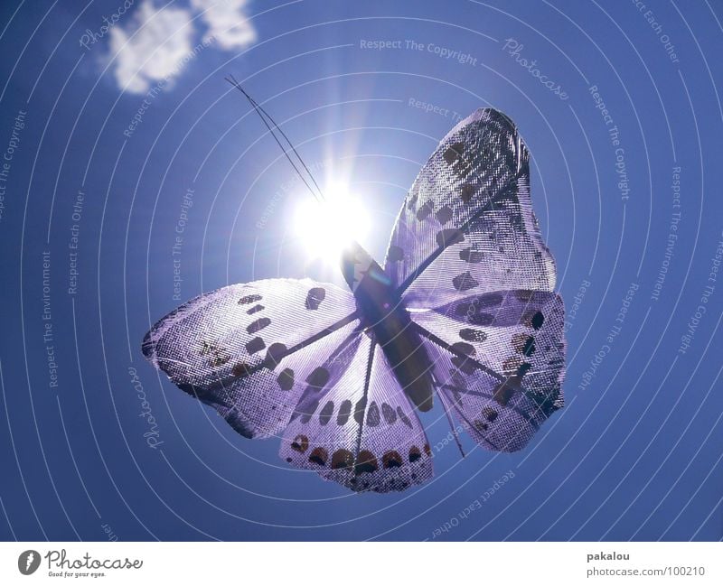 butterfly in the sun Butterfly Decoration Insect Clouds Sun Violet Feeler Summer Colour Sky Blue Free Wing experiential Flying plastic decoration