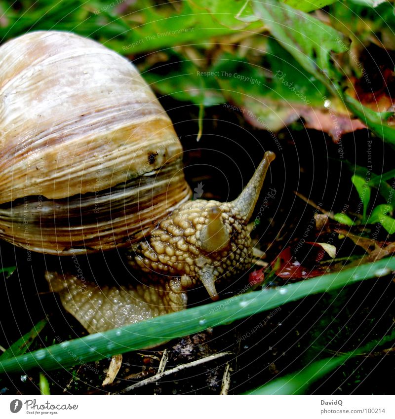 escargot Vineyard snail Snail shell Crawl Glide Mucus Gain favor Slowly Movement Slow motion Stagnating Leaf Blade of grass Grass Home country Green Summer