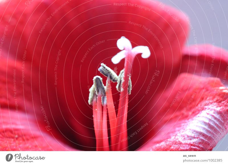 Red temptation Style Beautiful Wellness Senses Valentine's Day Nature Plant Flower Blossom Blossom leave Pistil Pollen Amaryllis Calyx Garden Fertile Blossoming