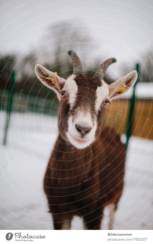 . Wind Snow Animal Pet Farm animal Pelt Zoo Petting zoo Goats 1 Observe Looking Stand Curiosity Cute Brown Gray Green Love of animals Goat`s cheese Goatskin