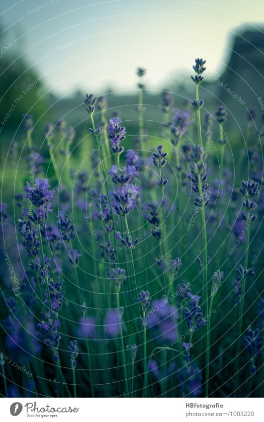 lavender Environment Nature Plant Flower Blossom Lavender Lavender field Emotions Happy Romance Beautiful Longing Fragrance Fragrant Violet Colour photo