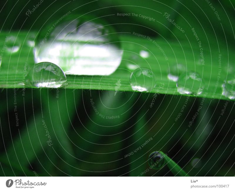 pearl diver Grass Wet Green Meadow Rain Reflection Water Macro (Extreme close-up) Close-up Drops of water pearly-wet Nature plant