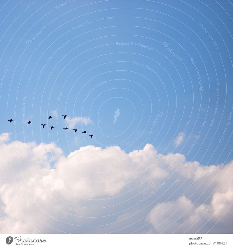 In formation Bird Goose Home Flat (apartment) Migratory bird Hover Beginning Return Peace Duck what do I know Sky Flying