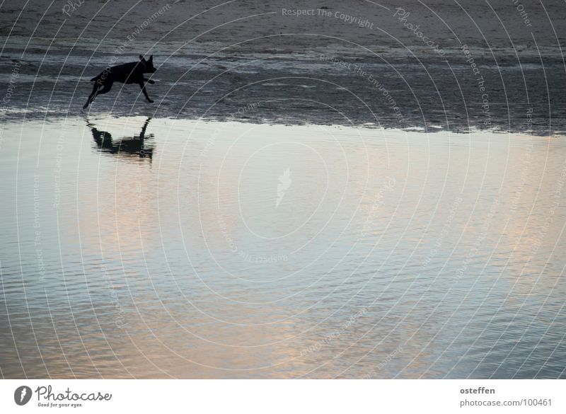 mirrored dog TRavemünde Animal Dog Black Hundred-metre sprint Structures and shapes Beach Reflection Ocean Monochrome Unicoloured Low tide Relaxation Mammal