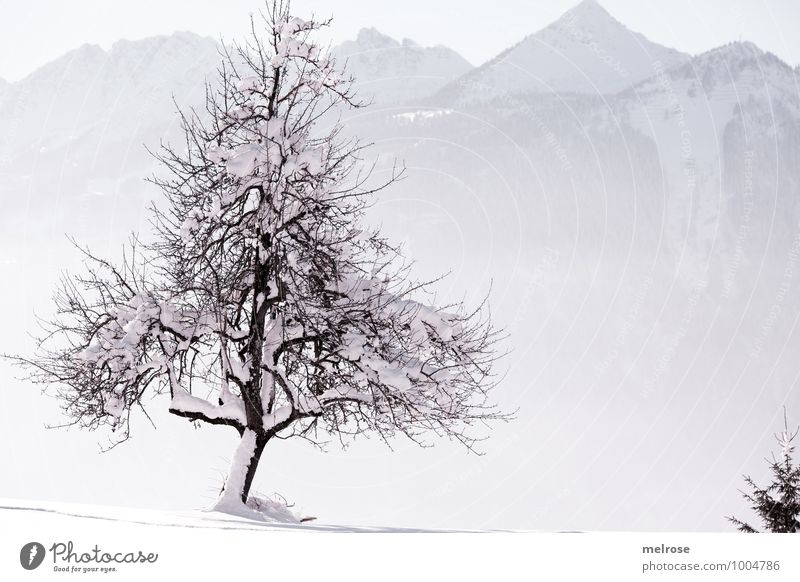almost lonely Nature Landscape Winter Beautiful weather Snow Tree Mountain Ludescherberg Breathe Relaxation To enjoy Cleaning Authentic Simple Elegant Natural