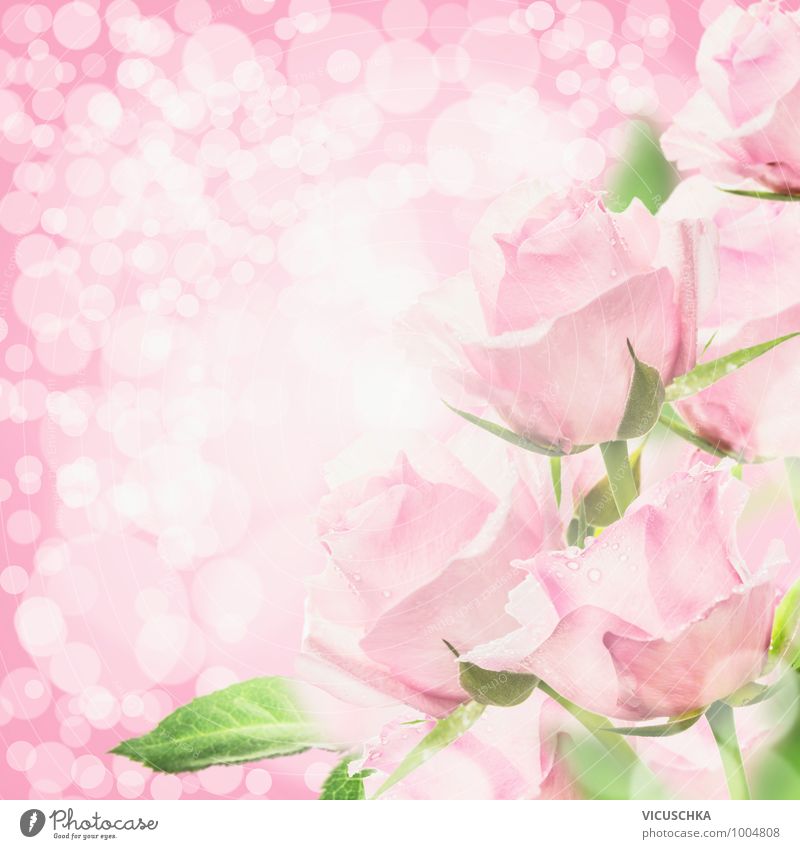 Pink Roses in Bokeh Light Style Design Summer Feasts & Celebrations Valentine's Day Mother's Day Wedding Birthday Nature Plant Flower Bouquet Jump Soft