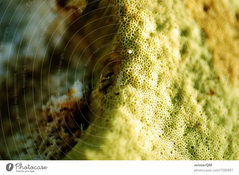 Edible. Feed Delicious Green Yellow Macro (Extreme close-up) Edge Brown Gastronomy Mushroom Nature wallpapers Sponge Structures and shapes Near spongy Food