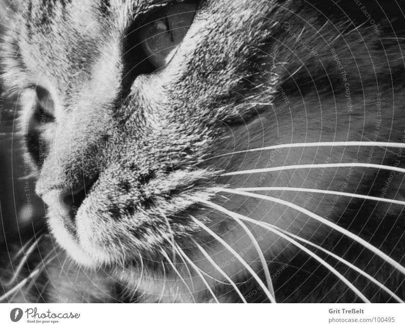thoughts Cat Black White Sweet Mammal Looking Eyes Domestic cat Nose