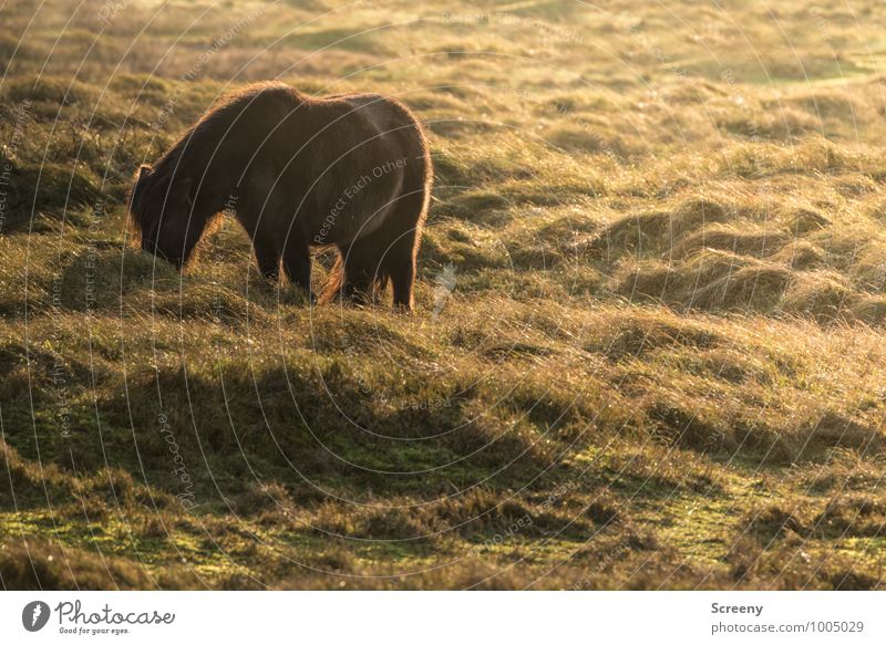 Shetland Pony #1 Nature Landscape Plant Animal Sun Sunrise Sunset Grass Meadow Marram grass Dune Horse Bangs Stand Small Brown Green Serene Patient Calm