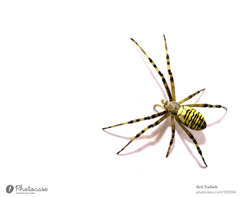 wasp spider Spider Disgust Small Macro (Extreme close-up) Black-and-yellow argiope Fear Eyes