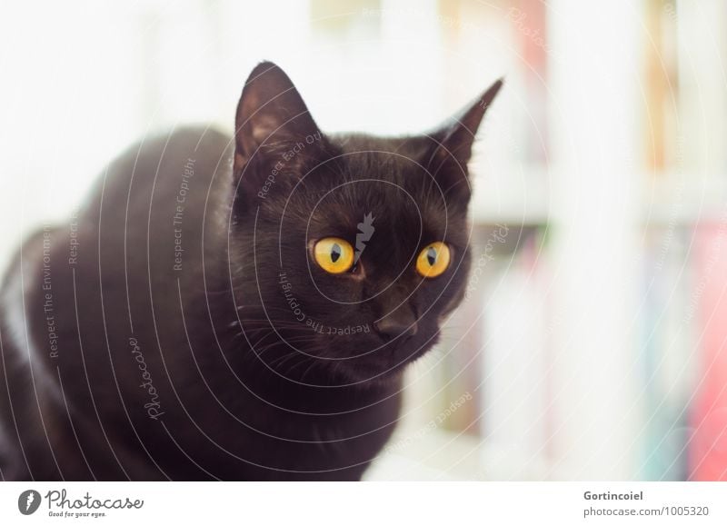 Little black cat Stock Photos, Royalty Free Little black cat