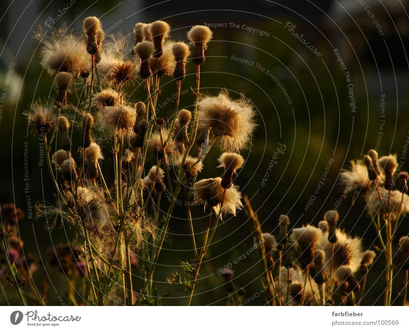 Golden Girls Summer Plant Thistle Old Blossoming Faded Thorny Black Environment Transience Easy Fine Colour photo Exterior shot Close-up Evening Twilight