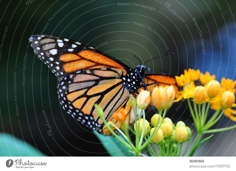 American monarch sitting on orange flower Beautiful Environment Nature Plant Animal Flower Blossom Sit Disgust Yellow Green Red Black Americas American Monarch