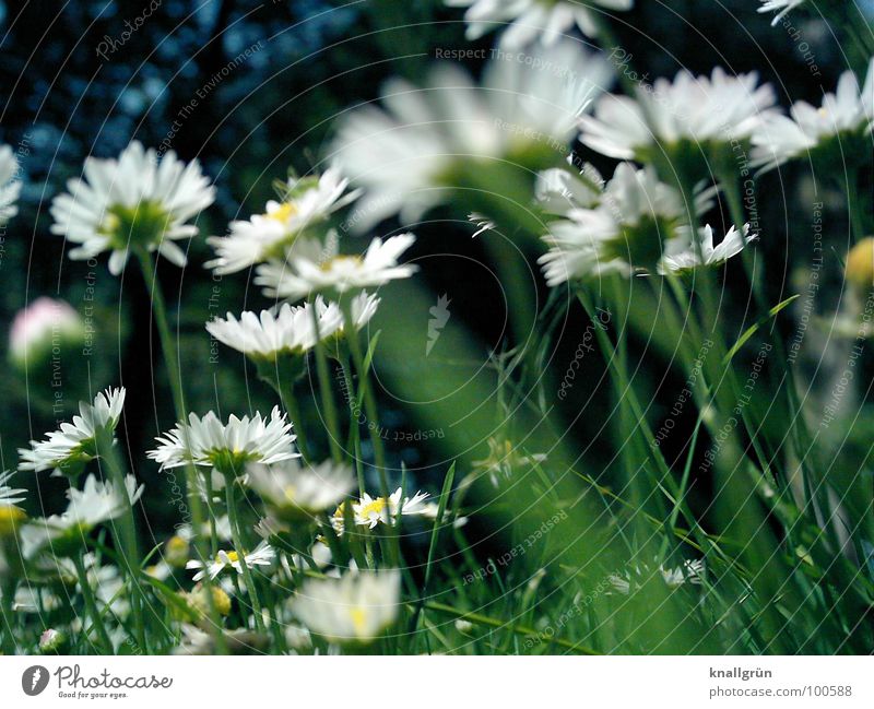 daisy forest Meadow Flower Grass Green Daisy White Summer Worm's-eye view Edge of the forest Stalk Plant Nature
