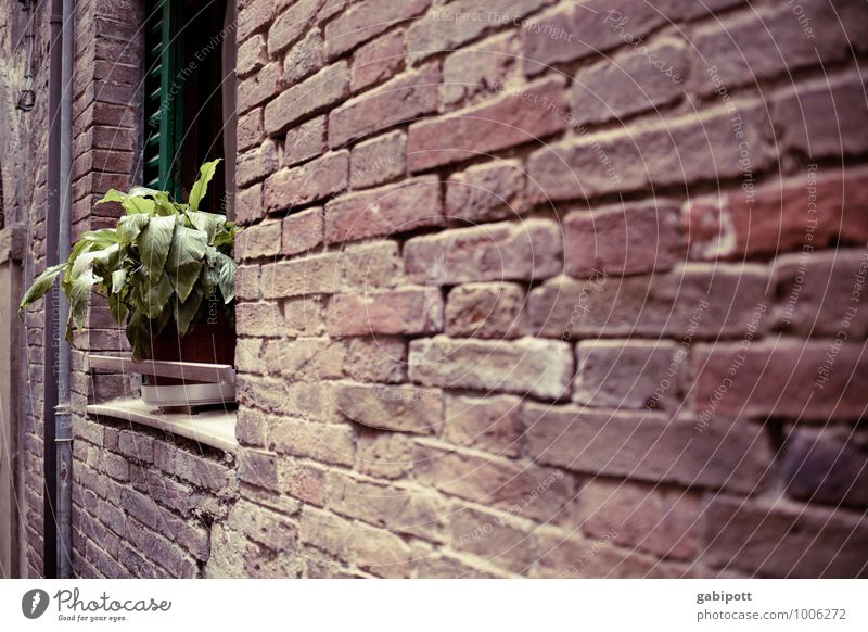 Tuscany. Wallflower. Arezzo Old town Facade Brown Green Red Nostalgia Optimism Perspective Decline Transience Change Wall (barrier) Wall (building) Brick