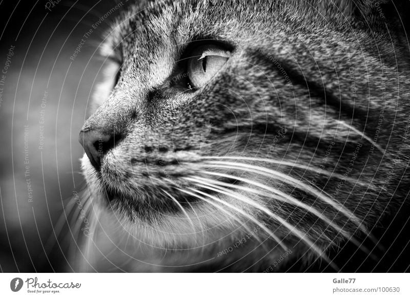 observation Cat Silhouette Whisker Mammal Domestic cat Looking Observe Profile Cat eyes Eyes Snapshot