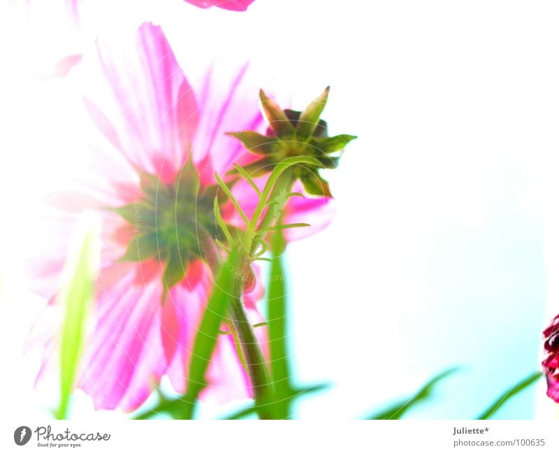 Beauty from behind Flower Beautiful White Green Pink Neutral Delicate Summer Pallid Bud