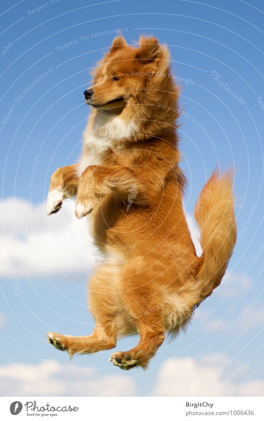flying Sky Clouds Summer Beautiful weather Animal Pet Dog 1 To fall Flying Jump Joy Joie de vivre (Vitality) Elo (Dog breed) Colour photo Exterior shot Day