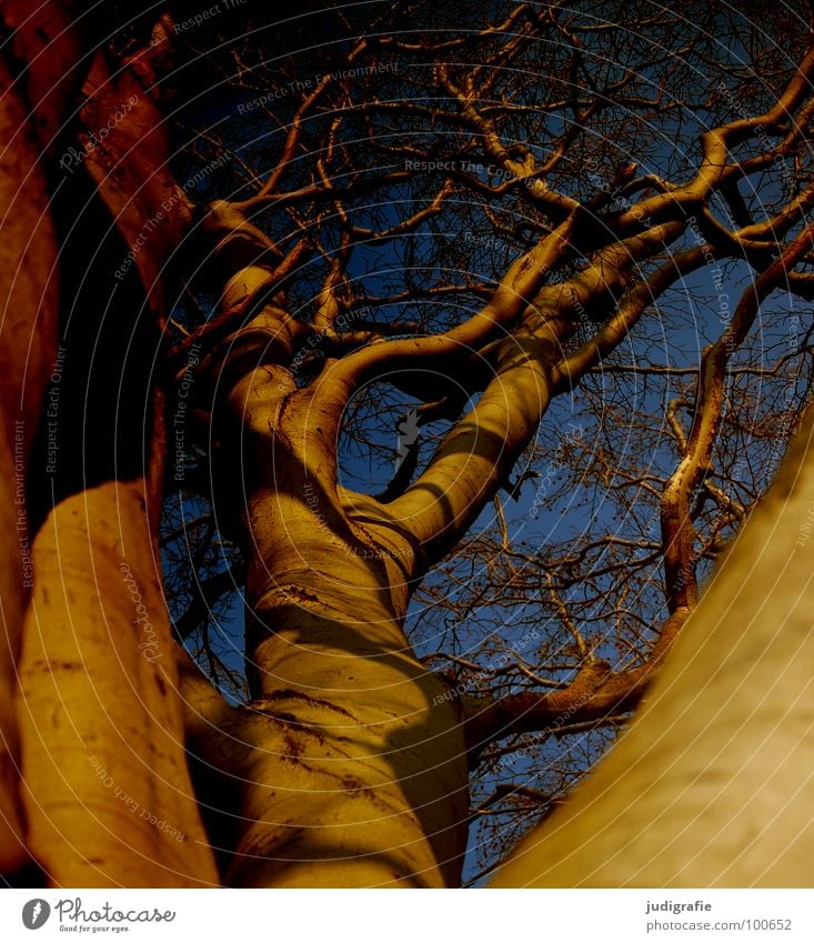 beech Tree Beech tree Branchage Muddled Treetop Forest Environment Growth Flourish Worm's-eye view Might Sublime Colour Sky Twig Shadow Nature Upward