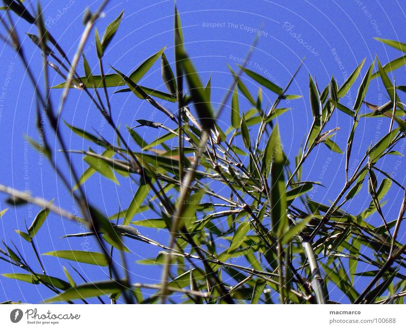 bamboo in the blue sky Japan China Asia Grass Blade of grass Sky Park Branched Green Growth Maturing time Common Reed Spring Environment Summery Juicy Plant