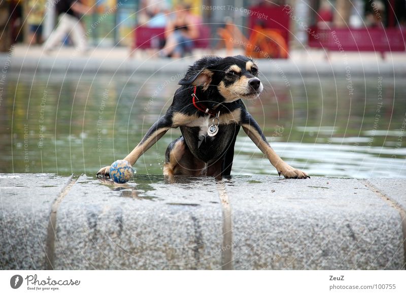 Water rat I Dog Animal Small Drop Damp Wet Swimming & Bathing Cold Pond Exterior shot Mammal Ball Success Joy Target