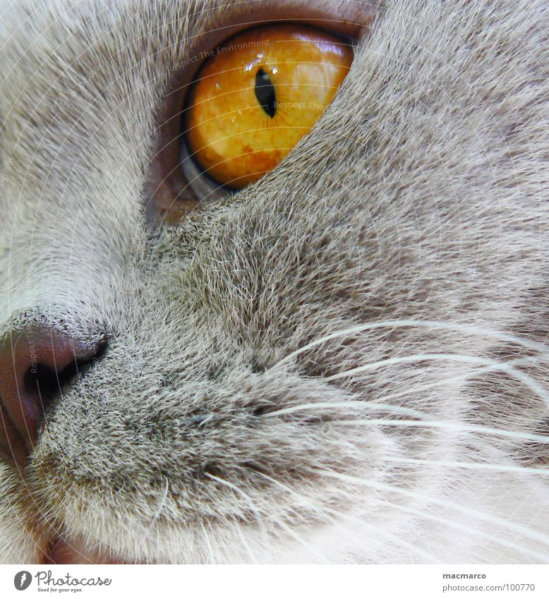 nabbi #2 Cat Animal Vista Pelt Amber Whisker Fix Mystic Enchanting Intensive Macro (Extreme close-up) Close-up Mammal Cat eyes Hair and hairstyles Eyes Looking