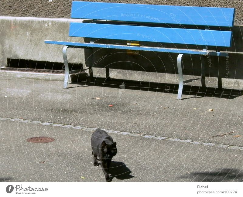 Cat bench_2 Wall (building) Shutter Sidewalk Walking Mammal Bench Blue Black cat