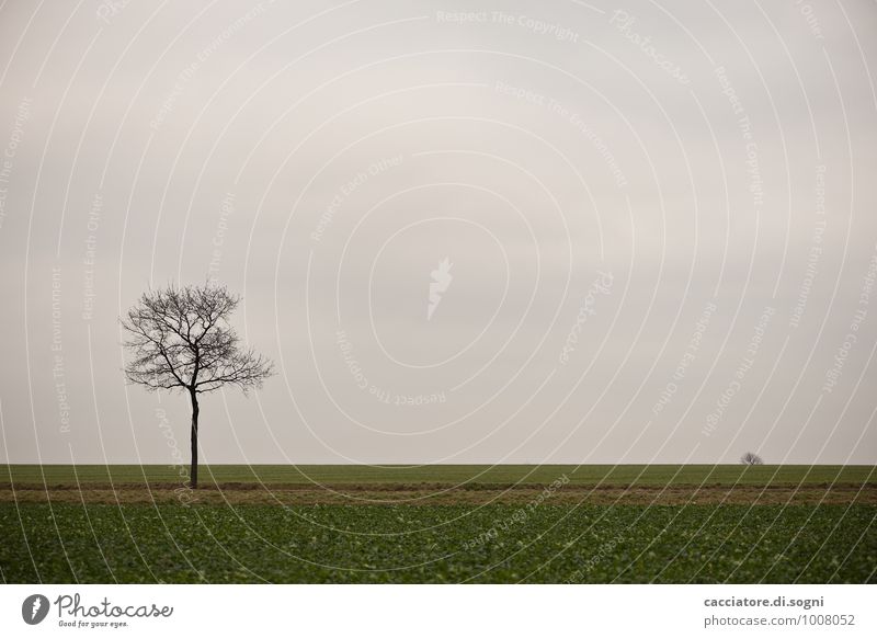 Something outside Environment Landscape Sky Autumn Tree Field Dark Simple Gloomy Gray Green Black Calm Sadness Fatigue Longing Wanderlust Disappointment