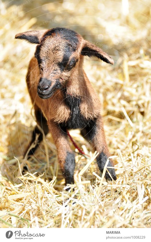 newborn goat in the hay Zoo Nature Animal Pelt Farm animal Petting zoo Herd Baby animal Stand Growth Brown Black outside Beige organic Blood Europe fur For