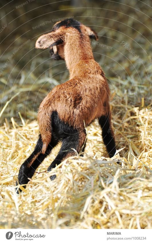 newborn goat in the hay Zoo Nature Animal Pelt Farm animal Petting zoo Herd Baby animal Stand Growth Brown Black outside Beige organic Blood Europe fur For