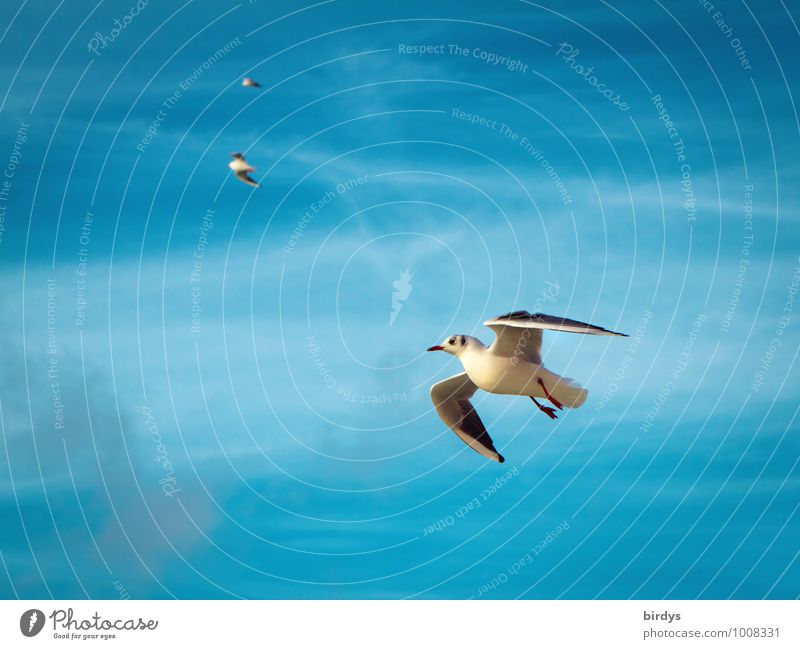 air show Sky Seagull Gull birds 3 Animal Flying Esthetic Elegant Positive Beautiful Blue White Movement Ease Nature Bird Wing Colour photo Multicoloured